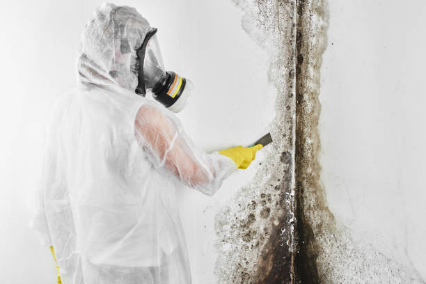 Best Mold Odor Removal Services  in Churubusco, IN