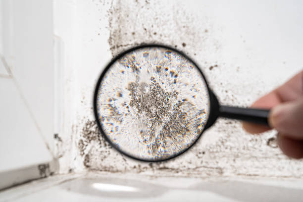 Why You Should Choose Our Mold Remediation Services in Churubusco, IN